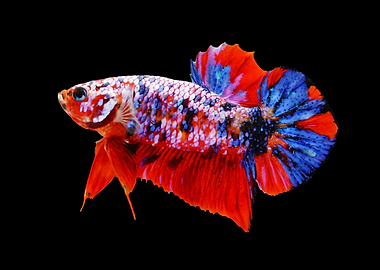 Red Koi Galaxy Betta Fish