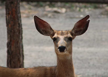 Attentive Deer