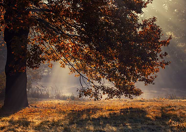 Autumn landscape in park