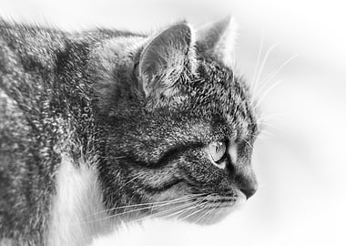 Beloved cat, domestic pet