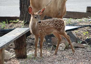 Cute Deer