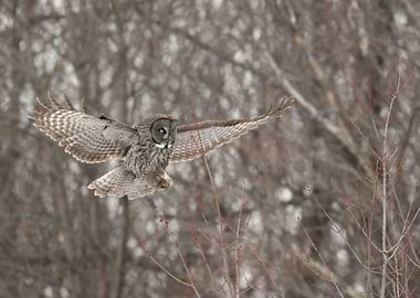 Prepare landing gear