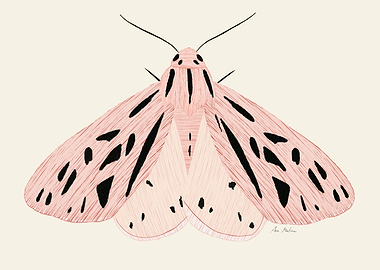 Pink butterfly