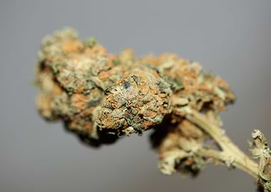 Super lemon haze cannabis