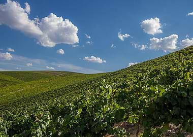 Douro vineyards