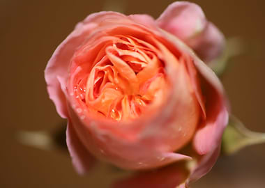 Rose flower blossom macro