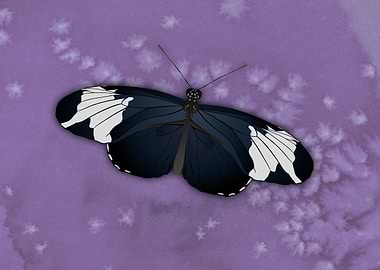 Sapho longwing butterfly