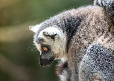 Lemur