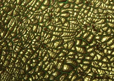 Golden canvas paint macro