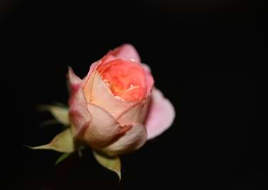 Pink rose flower blossom