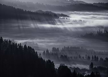 Misty sunrise, autumn, B&W
