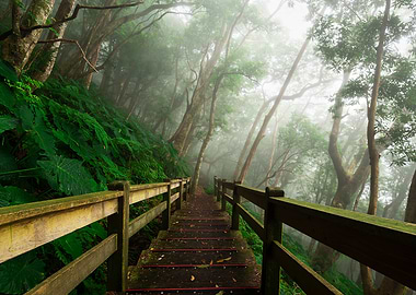 Misty Ecological Forest