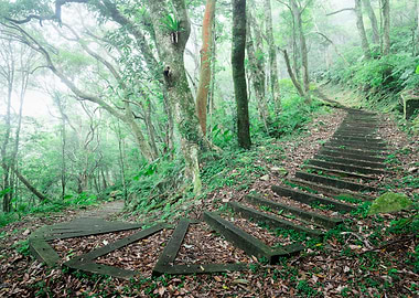 Misty Ecological Forest