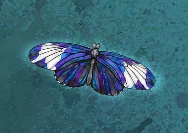 Sapho longwing butterfly