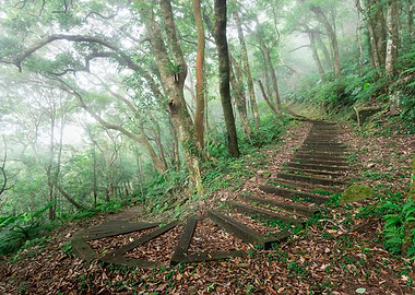 Misty Ecological Forest