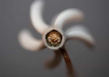 Cyclamen blossom close up