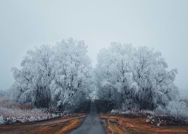 Winter in winterland