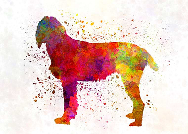 Pudelpointer in watercolor