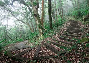 Misty Ecological Forest