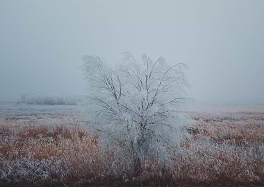 Winter in winterland