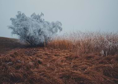 Winter in winterland