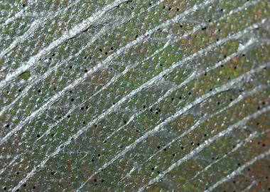 Painting colors on canvas