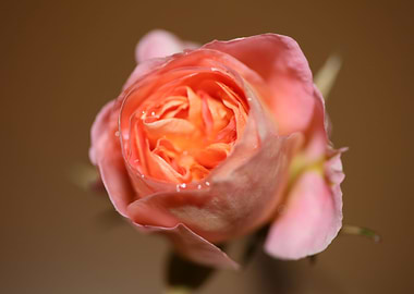 Rose flower blossom macro