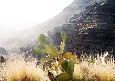 Cactus Mountain Dream 1