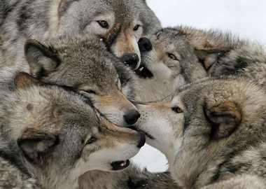 Wolf pack 1