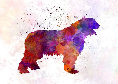 Romanian Mioritic Shepherd