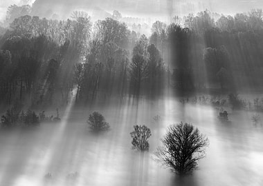 Trees in the mist