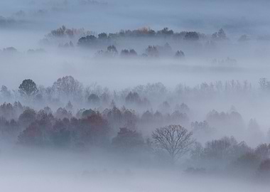 Trees in the morning mist