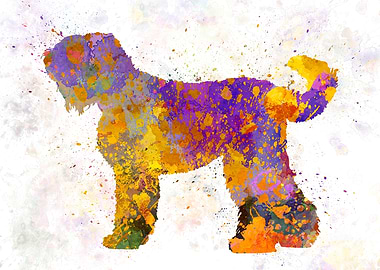 Russian Black Terrier