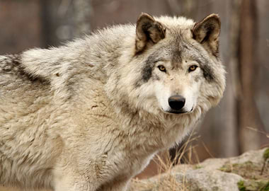 Timber wolf up close