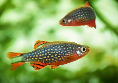 aquarium rasbora fish