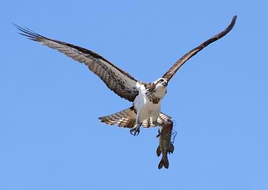 Osprey fisherman