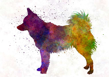 Schipperke in watercolor