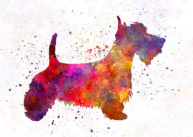Scottish Terrier