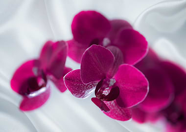 Pink orchid blooming