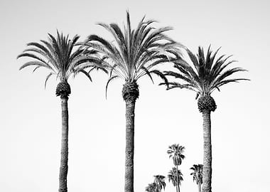 Palm Trees Black White 6