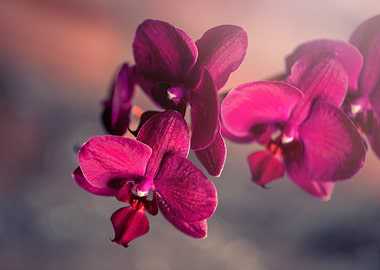 Pink orchid, macro flower