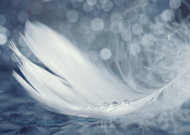 Water drops on the feather