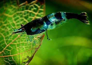 Aquarium Freshwater Shrimp