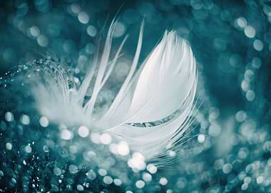 Water drops on the feather