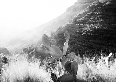 Cactus Mountain Dream 2