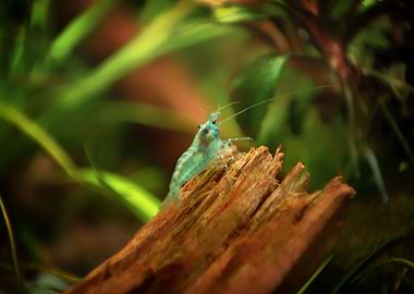 Aquarium Freshwater Shrimp