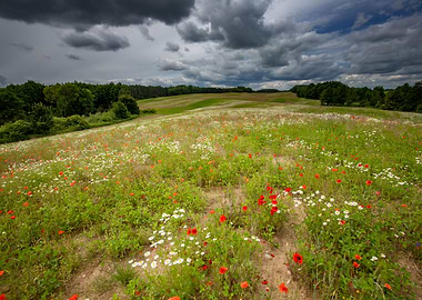 Meadow with red poppies