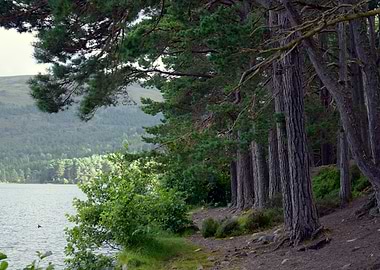 Woodland in Scotland