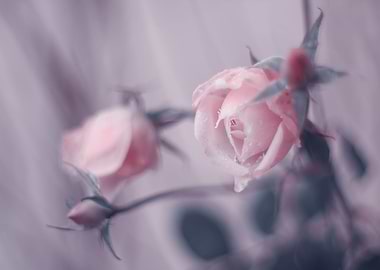 Pastel pink roses, macro