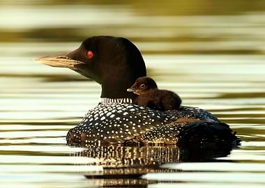 Common loon and her chick